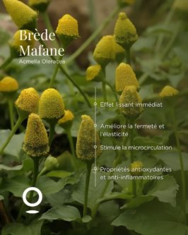 Publication instagram qui parle des vertus du brède mafane
