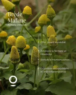 Publication instagram qui parle des vertus du brède mafane